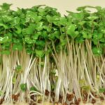 スーパーフード・ブロッコリースーパースプラウトの特徴と注目成分、期待される効果