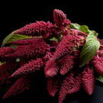 スーパーフード・アマランサスの特徴と注目成分、期待される効果