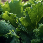 スーパーフード・ケールの特徴と注目成分、期待される効果